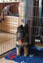 vom Trojangold, hodowla Owczarków Niemieckich Długowłosych