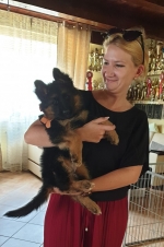 vom Trojangold, hodowla Owczarków Niemieckich Długowłosych