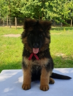 vom Trojangold, hodowla Owczarków Niemieckich Długowłosych