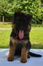 vom Trojangold, hodowla Owczarków Niemieckich Długowłosych