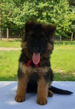 vom Trojangold, hodowla Owczarków Niemieckich Długowłosych