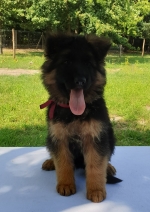 vom Trojangold, hodowla Owczarków Niemieckich Długowłosych