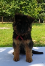 vom Trojangold, hodowla Owczarków Niemieckich Długowłosych