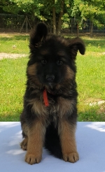 vom Trojangold, hodowla Owczarków Niemieckich Długowłosych