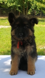 vom Trojangold, hodowla Owczarków Niemieckich Długowłosych