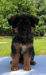 vom Trojangold, hodowla Owczarków Niemieckich Długowłosych