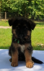 vom Trojangold, hodowla Owczarków Niemieckich Długowłosych