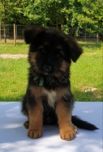 vom Trojangold, hodowla Owczarków Niemieckich Długowłosych