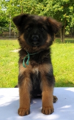 vom Trojangold, hodowla Owczarków Niemieckich Długowłosych