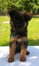 vom Trojangold, hodowla Owczarków Niemieckich Długowłosych