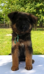 vom Trojangold, hodowla Owczarków Niemieckich Długowłosych