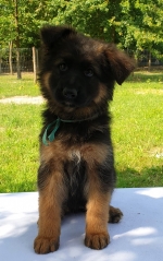 vom Trojangold, hodowla Owczarków Niemieckich Długowłosych