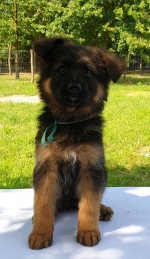 vom Trojangold, hodowla Owczarków Niemieckich Długowłosych