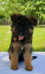 vom Trojangold, hodowla Owczarków Niemieckich Długowłosych