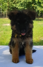 vom Trojangold, hodowla Owczarków Niemieckich Długowłosych