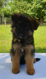 vom Trojangold, hodowla Owczarków Niemieckich Długowłosych