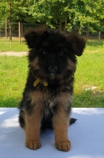 vom Trojangold, hodowla Owczarków Niemieckich Długowłosych