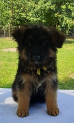 vom Trojangold, hodowla Owczarków Niemieckich Długowłosych