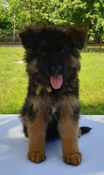 vom Trojangold, hodowla Owczarków Niemieckich Długowłosych