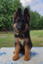 vom Trojangold, hodowla Owczarków Niemieckich Długowłosych