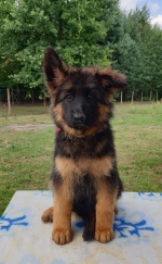 vom Trojangold, hodowla Owczarków Niemieckich Długowłosych