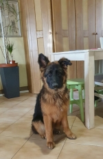 vom Trojangold, hodowla Owczarków Niemieckich Długowłosych