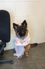 vom Trojangold, hodowla Owczarków Niemieckich Długowłosych