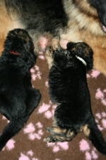 vom Trojangold, hodowla Owczarków Niemieckich Długowłosych