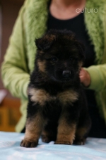 vom Trojangold, hodowla Owczarków Niemieckich Długowłosych