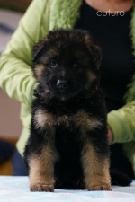 vom Trojangold, hodowla Owczarków Niemieckich Długowłosych