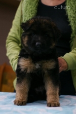 vom Trojangold, hodowla Owczarków Niemieckich Długowłosych