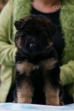 vom Trojangold, hodowla Owczarków Niemieckich Długowłosych