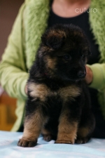 vom Trojangold, hodowla Owczarków Niemieckich Długowłosych