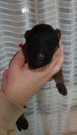 vom Trojangold, hodowla Owczarków Niemieckich Długowłosych