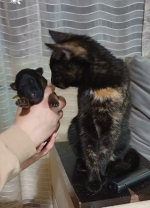 vom Trojangold, hodowla Owczarków Niemieckich Długowłosych