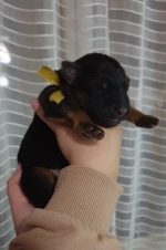 vom Trojangold, hodowla Owczarków Niemieckich Długowłosych