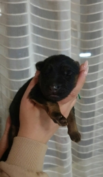 vom Trojangold, hodowla Owczarków Niemieckich Długowłosych