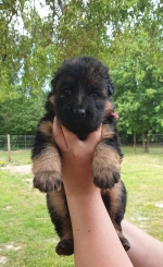 vom Trojangold, hodowla Owczarków Niemieckich Długowłosych