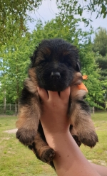 vom Trojangold, hodowla Owczarków Niemieckich Długowłosych