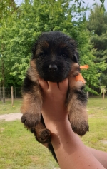 vom Trojangold, hodowla Owczarków Niemieckich Długowłosych