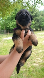 vom Trojangold, hodowla Owczarków Niemieckich Długowłosych