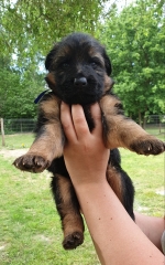 vom Trojangold, hodowla Owczarków Niemieckich Długowłosych