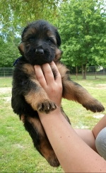 vom Trojangold, hodowla Owczarków Niemieckich Długowłosych