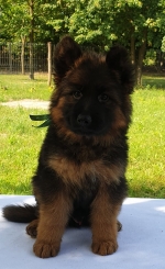 vom Trojangold, hodowla Owczarków Niemieckich Długowłosych