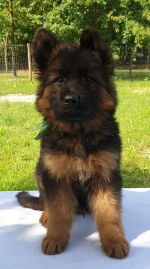 vom Trojangold, hodowla Owczarków Niemieckich Długowłosych