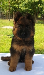 vom Trojangold, hodowla Owczarków Niemieckich Długowłosych