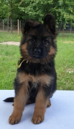 vom Trojangold, hodowla Owczarków Niemieckich Długowłosych