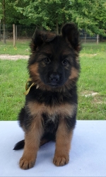 vom Trojangold, hodowla Owczarków Niemieckich Długowłosych