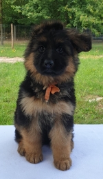 vom Trojangold, hodowla Owczarków Niemieckich Długowłosych