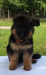 vom Trojangold, hodowla Owczarków Niemieckich Długowłosych